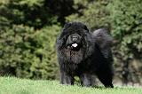 CHOW CHOW 618